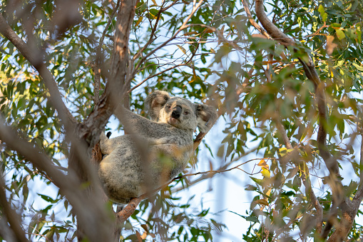 Belair National Park, Adelaide, Australia: A koala and a joey climbing a tree in Belair National Park.\n\nBelair National Park is a protected area in Belair, South Australia, 9 kilometres (5.6 miles) southeast of Adelaide city centre; it covers an area of 835 hectares (2,060 acres). The national park was established in 1891. It lies within the Adelaide Hills and Mitcham council area, and forms part of a chain of protected areas located along the Adelaide Hills Face Zone.