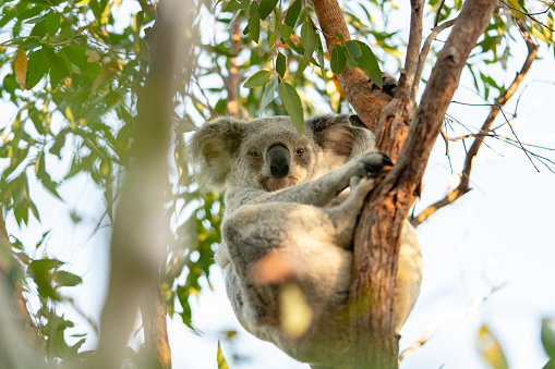 Belair National Park, Adelaide, Australia: A koala and a joey climbing a tree in Belair National Park.\n\nBelair National Park is a protected area in Belair, South Australia, 9 kilometres (5.6 miles) southeast of Adelaide city centre; it covers an area of 835 hectares (2,060 acres). The national park was established in 1891. It lies within the Adelaide Hills and Mitcham council area, and forms part of a chain of protected areas located along the Adelaide Hills Face Zone.