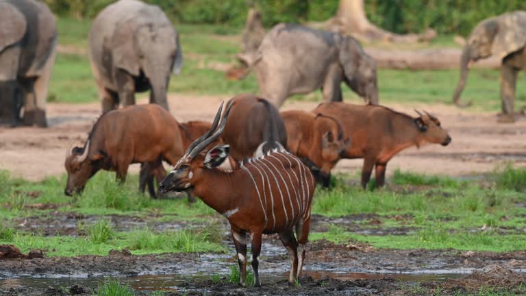 Rare Bongo Antelope at Dzanga Bai in the Congo Rainforest