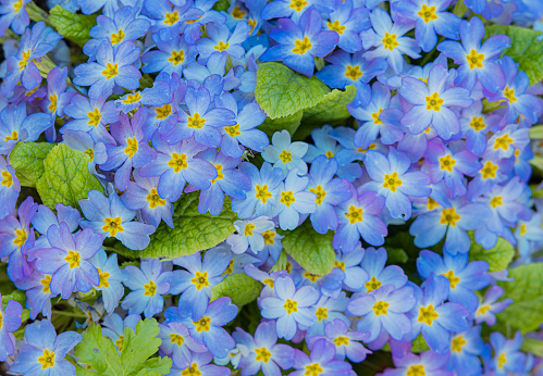 Close-up of blue primroses