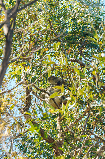 A koala is sitting on a tree branch. The tree is full of leaves and the sky is blue