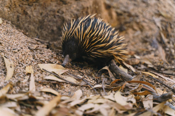istock A small, brown and black animal with a long, black and white tail Equidna 2114949677