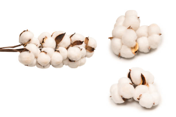 istock Cotton flower branch isolated on white background. 2114954476