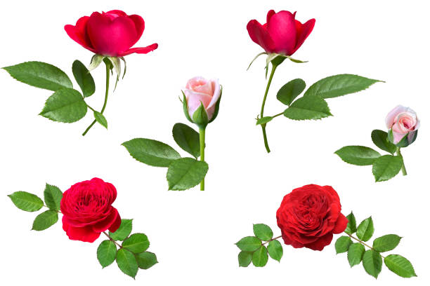 istock Cutout image of a beautiful rose flower (white background) 2114968430