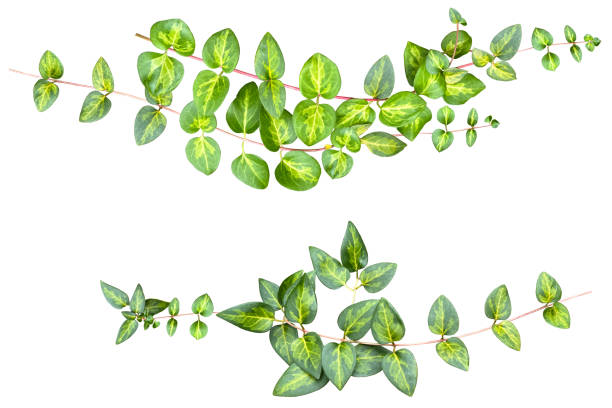 I cut out the beautiful green leaves and removed the background.