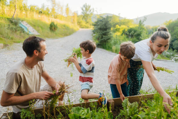 istock Family picking vegetables from their garden bed 2114970045