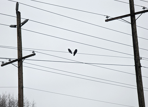 Two crows observe opposite directions from their high perch above the Green Timbers Greenway. Spring afternoon with overcast skies above Metro Vancouver.