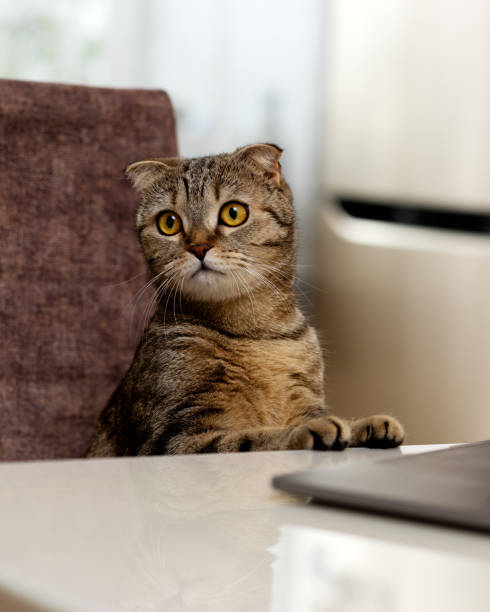 istock Portrait Lop-eared cat Scottish fold, cat put her paws on the table 2114974774