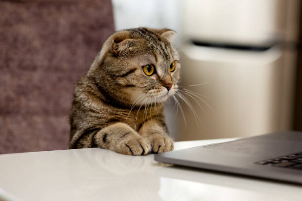 istock Lop-eared cat Scottish fold has put her paws on the table and is watching on her laptop 2114974777