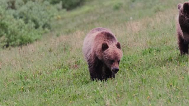 A grizzly bear sow and cub are seen standing in the grass hillside, foraging for food