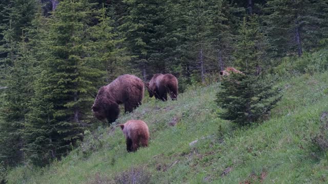 A grizzly bear family grazes on the fresh vegetation covering a forested hill. The tranquil atmosphere is accentuated by the soft light of dusk, casting a warm hue over the serene landscape.