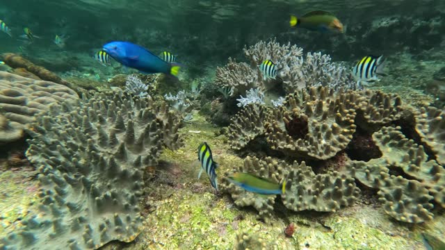 Colorful fish living among the corals on the Friwen wall in the Pacific Ocean of Friwen Island, Raja Ampat, West Papua, Indonesia