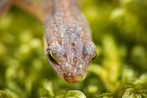 Lissotriton vulgaris, smooth newt animal walking on moss in early spring season. Macro Czech animal amphibian background