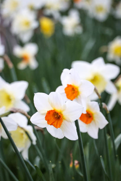 istock Close up of daffodils in bloom 2115006439