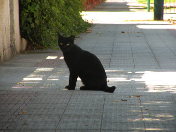 istock Stray black cat on the sidewalk 2115007493