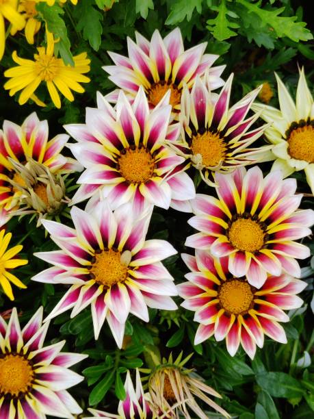 Gazania rigens
