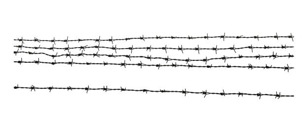 Barbed wire. Fence with barbed wire isolated on white background