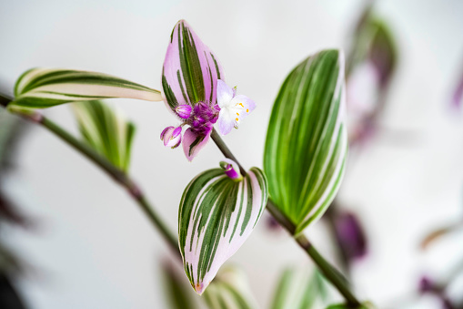Close up photograph of the leaves and flowers of a Tradescantia Nanouk House plant with pink and green leaves