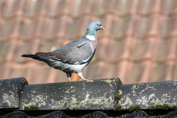 istock dove on a wall in the sun 2115035232