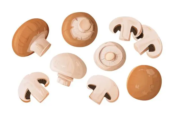 Vector illustration of Various cut and whole mushrooms champignons.