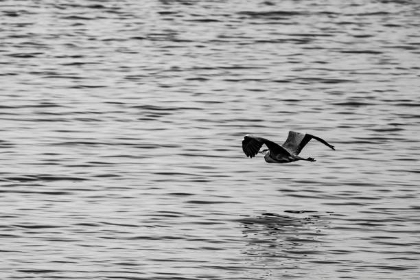 gray heron in flight at the north sea