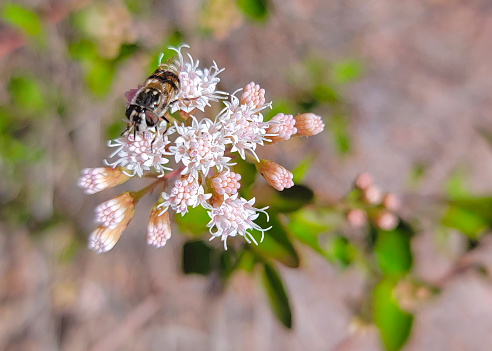 A bee pollinates a cluster of trumpetweed flowers in the Texas Hill Country.