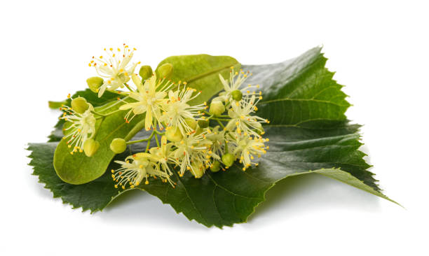 linden leaf with  flowers linden leaf with  flowers  isolated on white background tilia cordata stock pictures, royalty-free photos & images