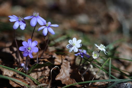 Little blue anemones in the forest. Close up on a sunny, bright day. Foliage and dead grass in the near to the liverworts.
