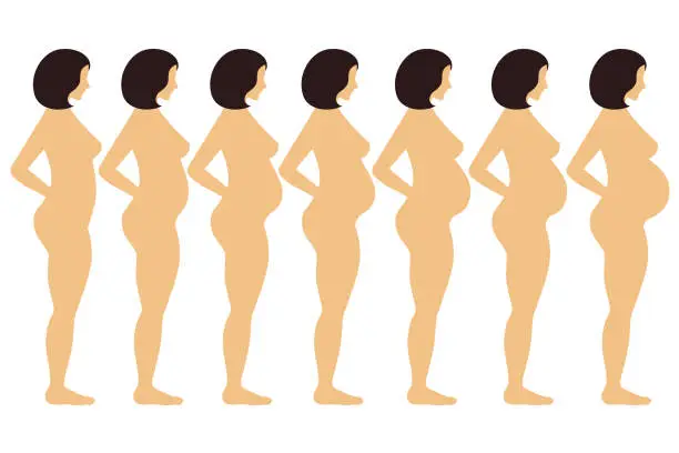 Vector illustration of Pregnancy stages vector set