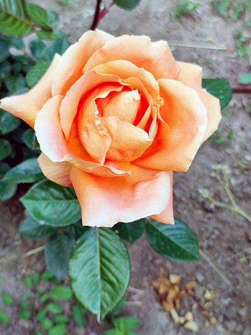Hybrid tea rose variety Ruban rouge in the garden