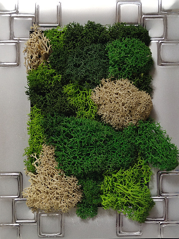 eco-design concept in interior, painting of green and white stabilized preserved natural moss close up