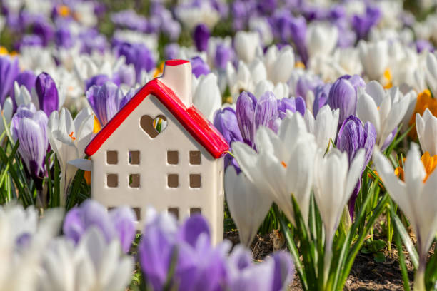 istock Miniature ceramic house among blooming crocus flowers 2115151906