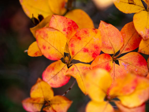 красивая осенняя окраска enkianthus perulatus. - albert schweitzer стоковые фото и изображения