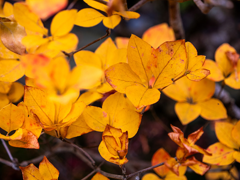 Beautiful autumn coloration of Enkianthus perulatus. Taken in the Isuien Garden in Nara, Japan.