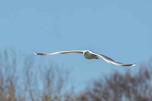 The European Herring Gull, Larus argentatus is a large gull, One of the best known of all gulls along the shores of western Europe. Here flying in the air.