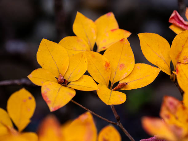 красивая осенняя окраска enkianthus perulatus. - albert schweitzer стоковые фото и изображения