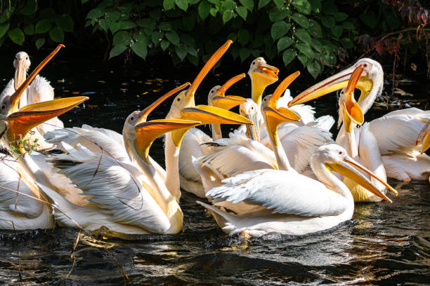 istock Great White Pelican, Pelecanus onocrotalus in a park 2115160325