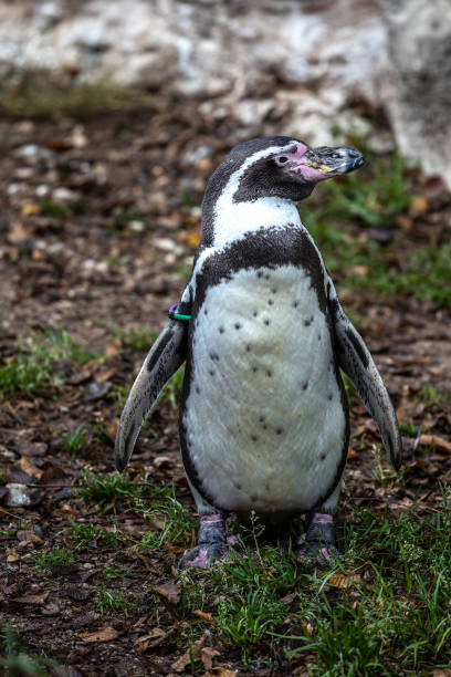 istock Humboldt Penguin, Spheniscus humboldti in a park 2115160839
