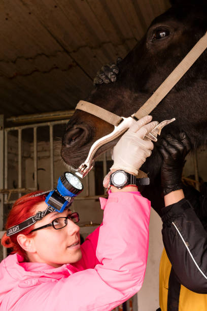 vet inspecting horse's teeth with dental tool - yawner foto e immagini stock