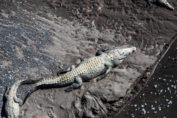 Saltwater American crocodiles, the Rio Tarcoles near the Carara Wildlife Refuge in Costa Rica. The Tarcoles River is one of the most populated crocodile rivers in the world.