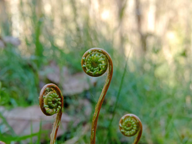 istock Deer fern young spiral sprouts on the blurred spring forest background 2115179154