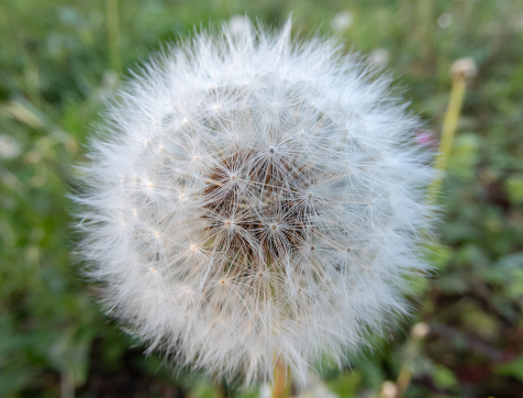 White fluffy blowball. Dandelion or taraxacum officinale seedhead with ripe fruits.
