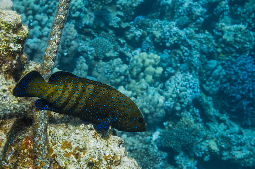 peacock hind fish lying on corals with a old rope in egypt