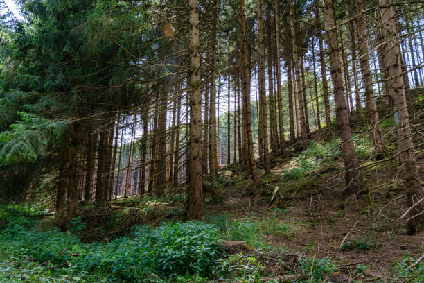 istock A beautiful natural pine forest in Germany. 2115193247