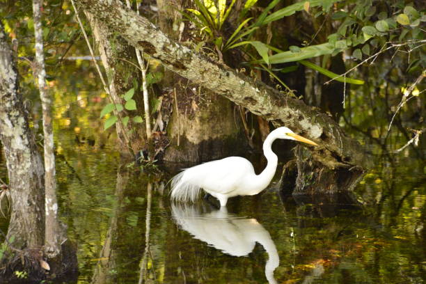 istock A Great Egret Wading Through The Swamp 2115193762