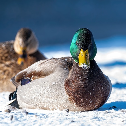 Male mallard duck, lying on the snow at sunrise, with a female in the background