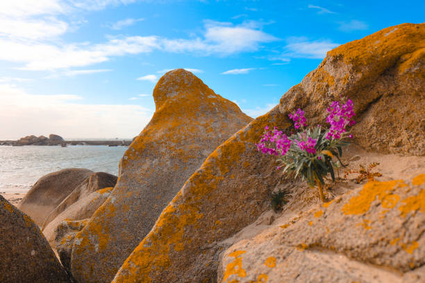 Fleur sur un rocher au port de porsguen à Plouescat dans le finistere, Bretagne