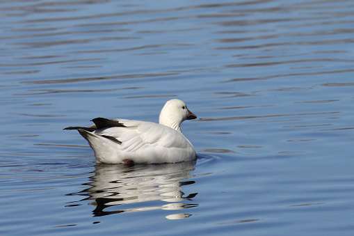 Snow Goose (chen caerulescens) swimming in a lake