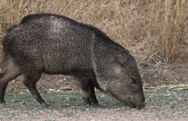 istock Closeup of Javelina (collared peccary) 2115243354