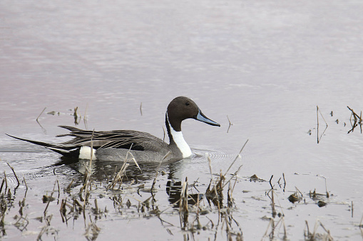 Northern Pintail (male) (anas acutas) swimming in a grassy pond